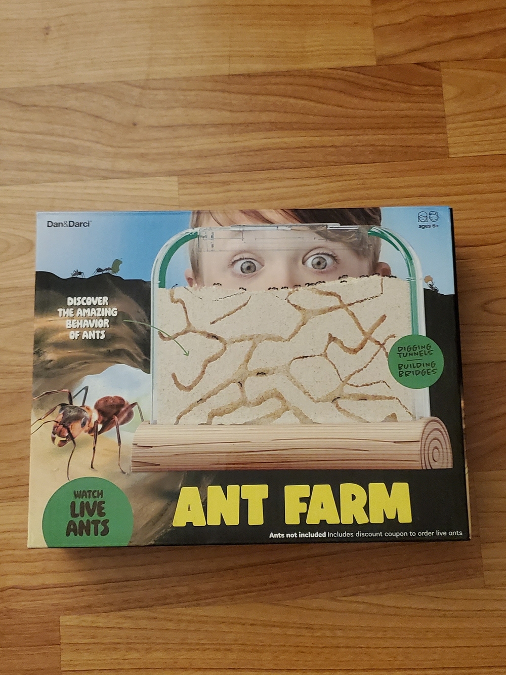 Dan & Darci Ant Farm Toy - Yellow and Green Box